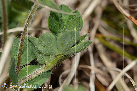Foto: Alpen-Hornklee (Lotus alpinus). Blätter und Stängel. Blattunterseite.