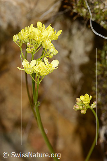 Foto: Gemeines Brillenschötchen (Biscutella laevigata). Blütenstand.