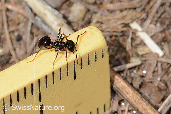 Foto: Glänzendschwarze Holzameise (Lasius fuliginosus). Länge 5mm. Ansicht von seitlich oben.