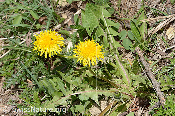 Photo: Taraxacum officinale. Whole plant (habitus). View from above.