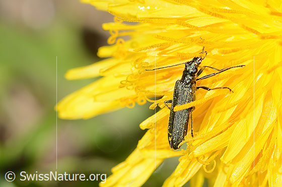 Foto: Graugrüner Schenkelkäfer (Oedemera virescens) auf Gewöhnlicher Löwenzahn (Taraxacum officinale). Länge 8mm. Weibchen. Ansicht von oben.