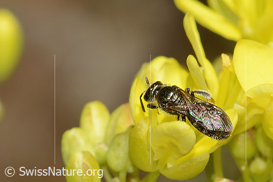 Foto: Wahrscheinlich Dunkelgrüne Schmalbiene (Lasioglossum morio) auf Gemeines Brillenschötchen (Biscutella laevigata). Länge 7mm. Weibchen. Ansicht von oben.
