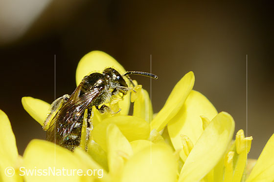 Foto: Wahrscheinlich Dunkelgrüne Schmalbiene (Lasioglossum morio) auf Gemeines Brillenschötchen (Biscutella laevigata). Länge 7mm. Weibchen. Ansicht von der Seite.