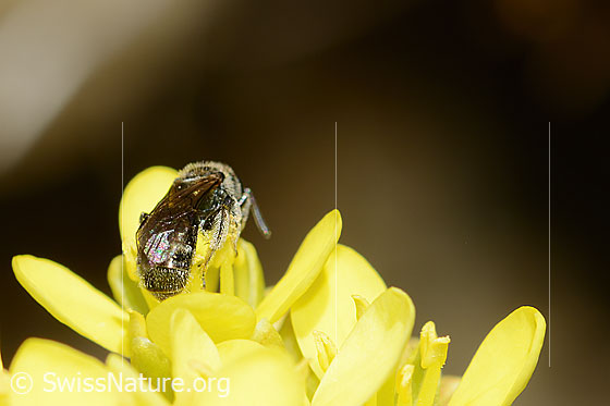 Photo: Probably Lasioglossum morio on Biscutella laevigata. Length 7mm. Female. View from behind top.