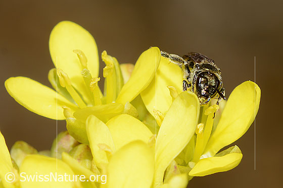 Foto: Wahrscheinlich Dunkelgrüne Schmalbiene (Lasioglossum morio) auf Gemeines Brillenschötchen (Biscutella laevigata). Länge 7mm. Weibchen. Ansicht von vorne.