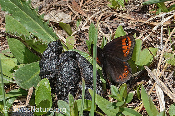 Foto: Alpenmohrenfalter (Erebia triarius) an Kot. Flügel halb geöffnet. Ansicht von schräg hinten oben.