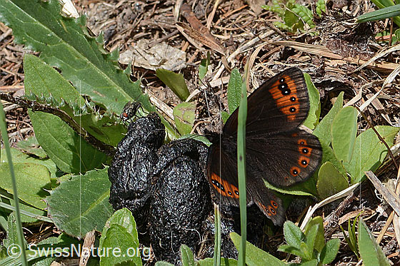 Alpenmohrenfalter (Erebia triarius)