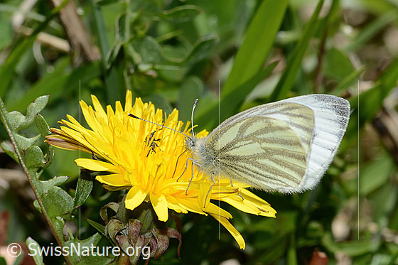 Foto: Bergweissling (Pieris bryoniae) auf Gewöhnlichem Löwenzahn (Taraxacum officinale). Flügel halb geöffnet. Ansicht von der Seite.