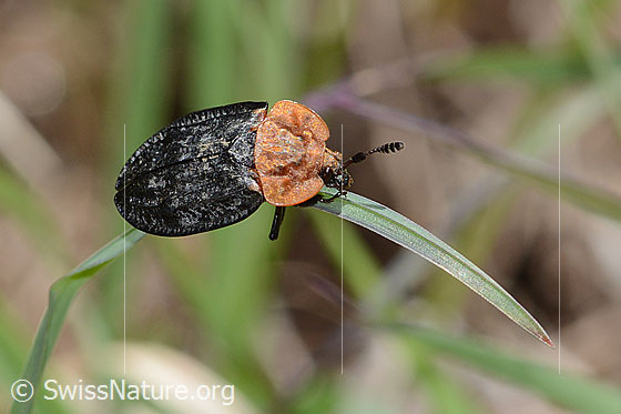Photo: Oiceoptoma thoracicum. Length 13mm. View from the side above.