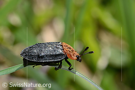 Photo: Oiceoptoma thoracicum. Length 13mm. View from the side.