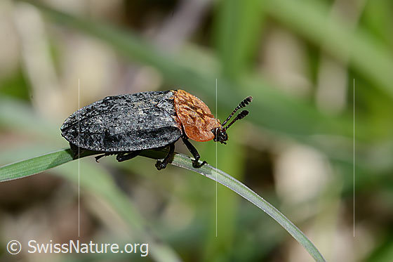 Photo: Oiceoptoma thoracicum. Length 13mm. View from the side.