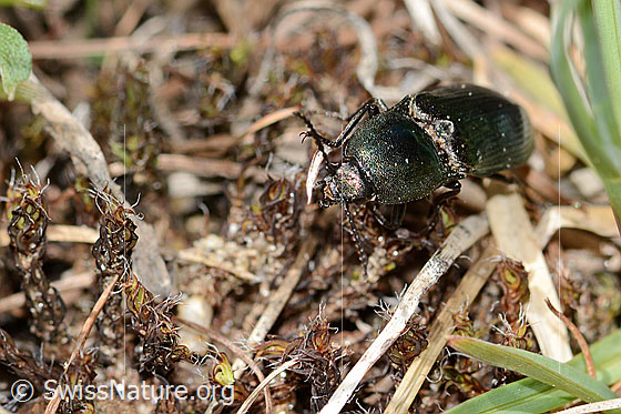 Photo: Selatosomus aeneus. Length 16mm. View from top front.