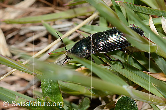 Photo: Selatosomus aeneus. Length 16mm. View from above.
