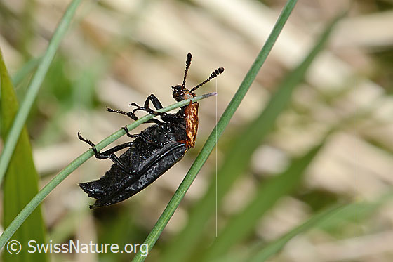 Foto: Rothalsige Silphe (Oiceoptoma thoracicum). Länge 13mm. Der Käfer hängt kopfüber an einem Grashalm. Ansicht von der Seite.