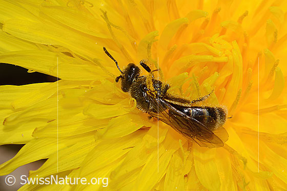 Foto: Gewöhnliche Schmalbiene (Lasioglossum calceatum) auf Gewöhnlichem Löwenzahn (Taraxacum officinale). Länge 10mm. Weibchen. Ansicht von oben.