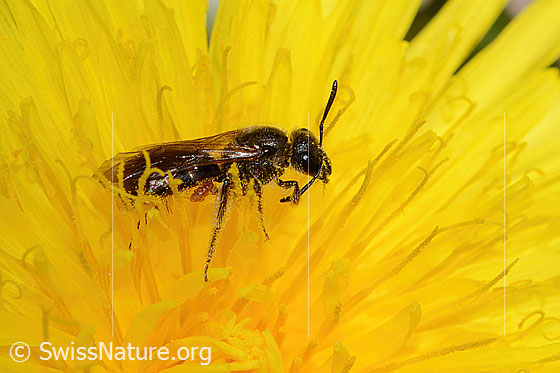 Foto: Gewöhnliche Schmalbiene (Lasioglossum calceatum) auf Gewöhnlichem Löwenzahn (Taraxacum officinale). Länge 10mm. Weibchen. Ansicht von seitlich oben.