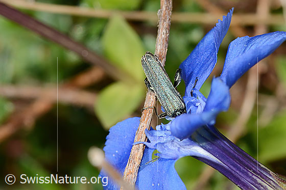 Foto: Graugrüner Schenkelkäfer (Oedemera virescens) auf Frühlings-Enzian (Gentiana verna). Länge 9mm. Männchen. Der Kopf ist nicht zu sehen. Ansicht von oben. 
