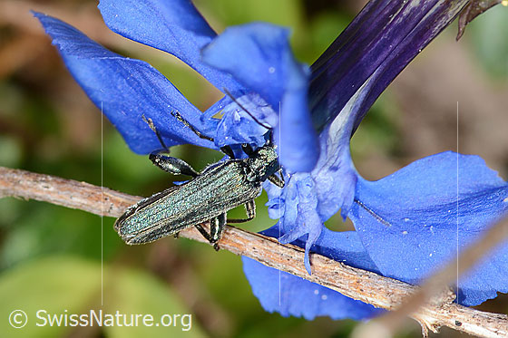 Foto: Graugrüner Schenkelkäfer (Oedemera virescens) auf Frühlings-Enzian (Gentiana verna). Länge 9mm. Männchen. Ansicht von oben.