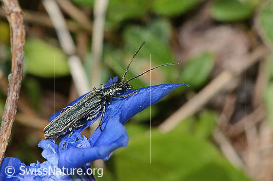 Photo: Oedemera virescens on Gentiana verna. Length 9mm. Male. View from the side.