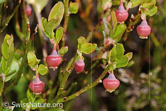 Photo: Vaccinium myrtillus. Blossoms and leaves.