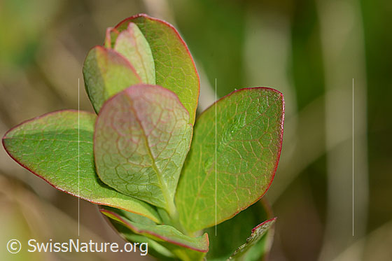 Photo: Vaccinium myrtillus. Leaves. Leaf top.