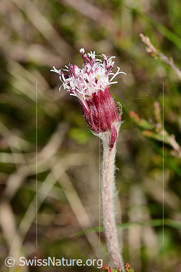 Photo: Homogyne alpina. Blossom and stem.
