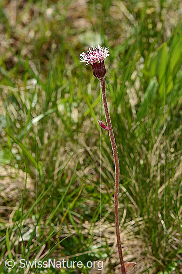 Photo: Homogyne alpina. Whole plant (habiti). Height: 21cm.