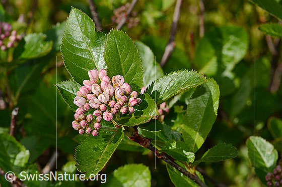 Photo: Sorbus chamaemespilus. Inflorescence and leaves.