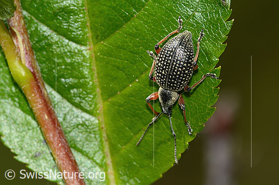 Photo: Otiorhynchus coecus on Sorbus chamaemespilus. Length 10mm. View from above.