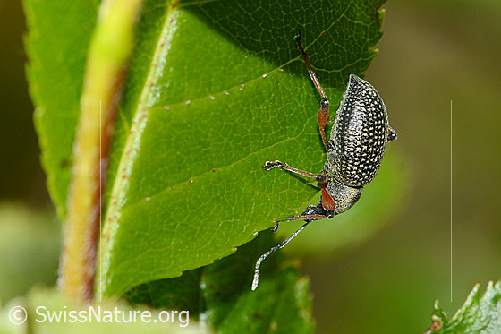 Foto: Schwarzer Rüsselkäfer (Otiorhynchus coecus) auf Zwergmispel (Sorbus chamaemespilus). Länge 10mm. Ansicht von der Seite.