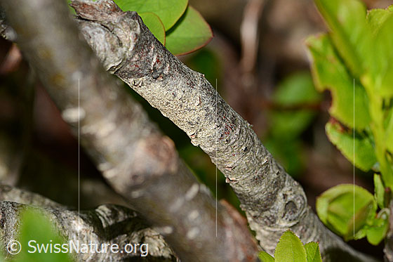 Photo: Sorbus chamaemespilus. Stems.