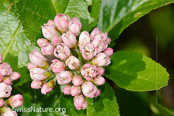 Zwergmispel  (Sorbus chamaemespilus)