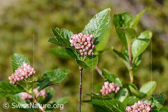 Photo: Sorbus chamaemespilus. Blossoms, leaves and stem.