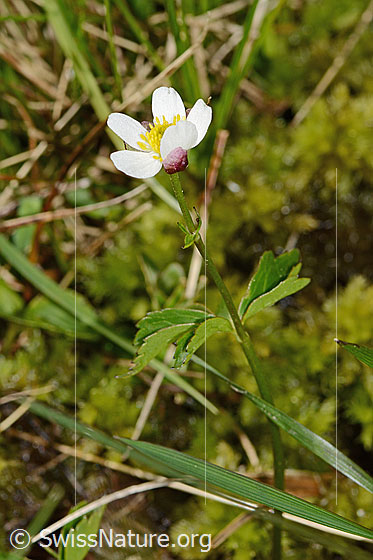 Photo: Ranunculus aconitifolius. Whole plant (habiti). Height: 9cm.
