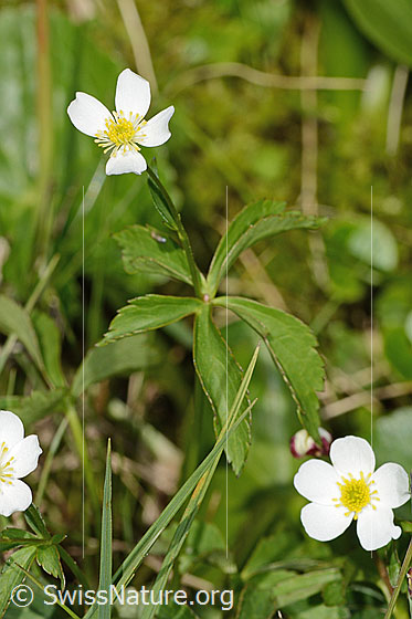 Photo: Ranunculus aconitifolius. Whole plant (habiti).