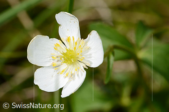 Photo: Ranunculus aconitifolius. Blossom.