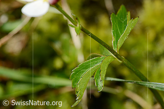 Photo: Ranunculus aconitifolius. Leaf and stem.