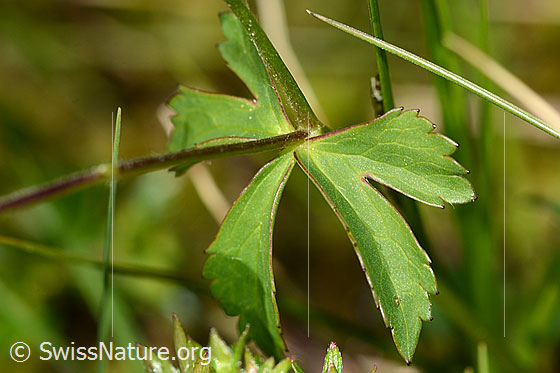 Photo: Ranunculus aconitifolius. Leaf. Leaf top.