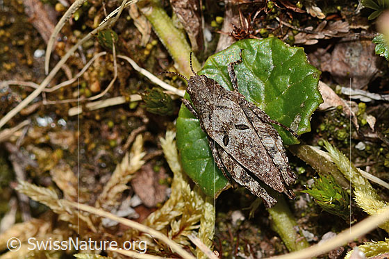 Photo: Tetrix bipunctata. Length 13mm. Female. View from above.