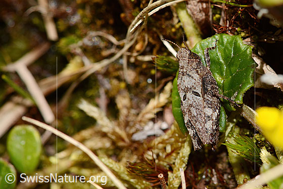 Photo: Tetrix bipunctata. Length 13mm. Female. View from diagonally above.
