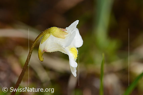 Foto: Alpen-Fettblatt (Pinguicula alpina). Blüte. Ansicht von der Seite.