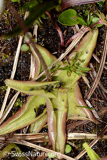Foto: Alpen-Fettblatt (Pinguicula alpina). Blätter. Ansicht von oben.