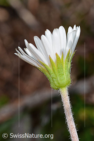 Foto: Alpenmasslieb (Aster bellidiastrum). Stängel und Blüte. Ansicht von der Seite.
