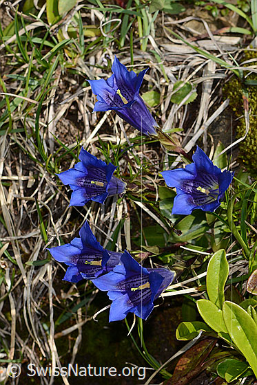 Photo: Probably Gentiana clusii. Several specimens. View from above.