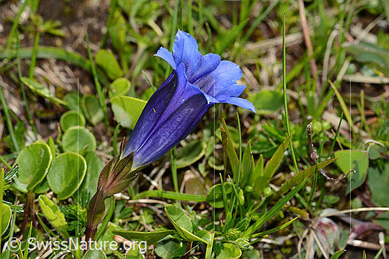 Photo: Probably Gentiana clusii. Whole plant (habiti). Blick from the side.