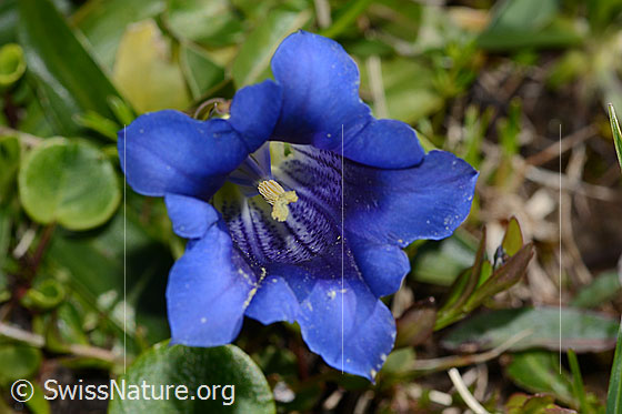 Photo: Probably Gentiana clusii. Blossom. View from above.