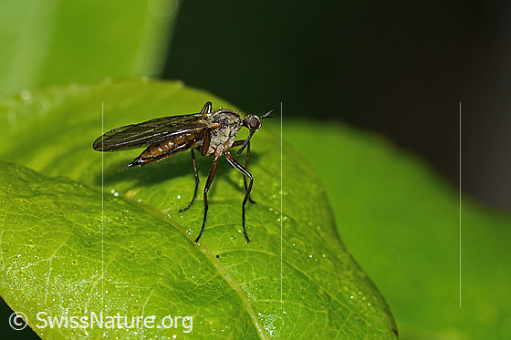 Photo: Fly of the genus Empis. Length 8mm. Female. View from the side.