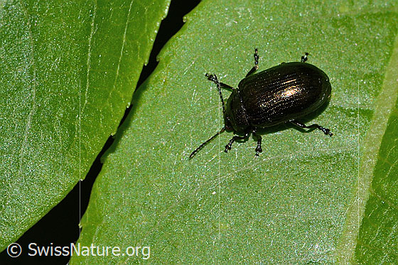 Foto: Kleiner Weidenblattkäfer (Phratora vitellinae). Länge 5mm. Ansicht von oben.