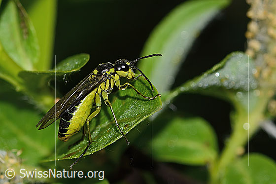 Photo: Tenthredo mesomela. Length 13mm. View from the side.