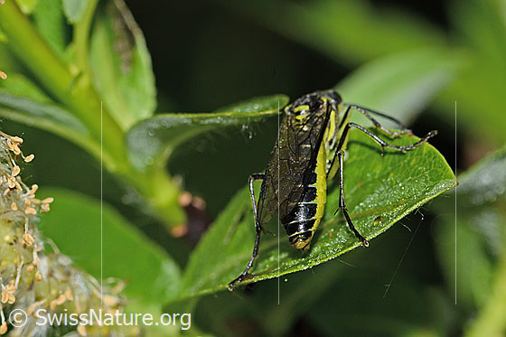 Photo: Tenthredo mesomela. Length 13mm. View from behind top.